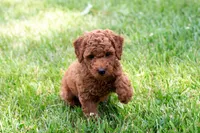 AKC Pecan, a male Poodle - Toy  for sale in Rochester, IN – 1 of 6
