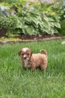 AKC Pudgy, a male Poodle - Toy  for sale in Rochester, IN – 2 of 4