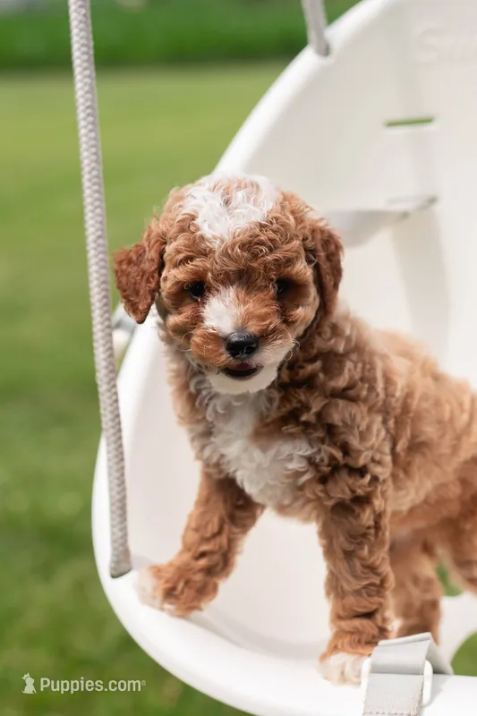 AKC Pudgy – Poodle - Toy  puppy for sale in Rochester, IN