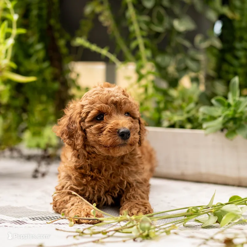 AKC Buddy – Poodle - Toy  puppy for sale in Rochester, IN