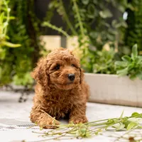 AKC Buddy, a male Poodle - Toy  for sale in Rochester, IN – 1 of 9