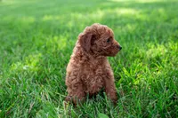 AKC Peto, a male Poodle - Toy  for sale in Rochester, IN – 2 of 2