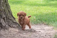 AKC Polly, a female Poodle - Toy  for sale in Rochester, IN – 2 of 3