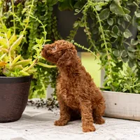 AKC Bruno, a male Poodle - Toy  for sale in Rochester, IN – 5 of 10