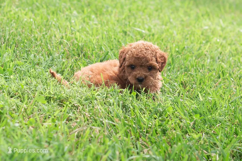 AKC Polly – Poodle - Toy  puppy for sale in Rochester, IN