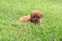 AKC Polly, a female Poodle - Toy  for sale in Rochester, IN – 1 of 3