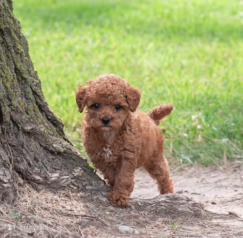 AKC Polly – Poodle - Toy  puppy for sale in Rochester, IN