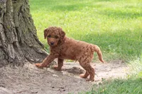 AKC Pecan, a male Poodle - Toy  for sale in Rochester, IN – 3 of 6