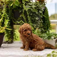 AKC Buddy, a male Poodle - Toy  for sale in Rochester, IN – 3 of 9
