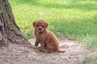 AKC Polly, a female Poodle - Toy  for sale in Rochester, IN – 3 of 3