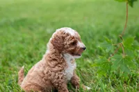 AKC Pudgy, a male Poodle - Toy  for sale in Rochester, IN – 3 of 4