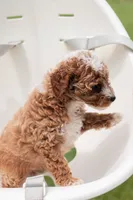 AKC Pudgy, a male Poodle - Toy  for sale in Rochester, IN – 4 of 4