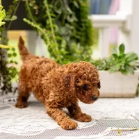 AKC Bruno, a male Poodle - Toy  for sale in Rochester, IN – 7 of 10