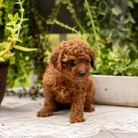 AKC Bruno, a male Poodle - Toy  for sale in Rochester, IN – 3 of 10