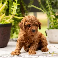 AKC Bruno, a male Poodle - Toy  for sale in Rochester, IN – 1 of 10