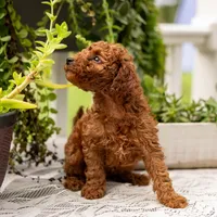 AKC Bruno, a male Poodle - Toy  for sale in Rochester, IN – 10 of 10