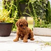 AKC Bruno, a male Poodle - Toy  for sale in Rochester, IN – 8 of 10
