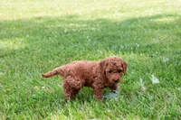 AKC Pecan, a male Poodle - Toy  for sale in Rochester, IN – 4 of 6