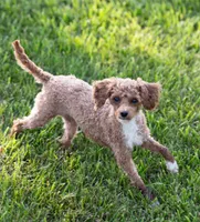 AKC Peto, a male Poodle - Toy  for sale in Rochester, IN – 3 of 4