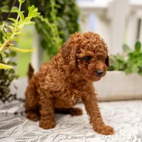 AKC Bruno, a male Poodle - Toy  for sale in Rochester, IN – 9 of 10