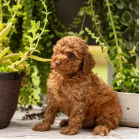 AKC Buster, a male Poodle - Toy  for sale in Rochester, IN – 5 of 6