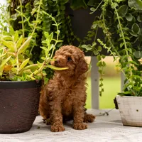AKC Buster, a male Poodle - Toy  for sale in Rochester, IN – 6 of 6
