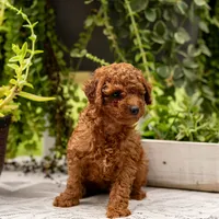 AKC Bruno, a male Poodle - Toy  for sale in Rochester, IN – 6 of 10