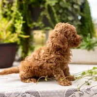 AKC Buddy, a male Poodle - Toy  for sale in Rochester, IN – 8 of 9