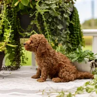 AKC Buddy, a male Poodle - Toy  for sale in Rochester, IN – 5 of 9