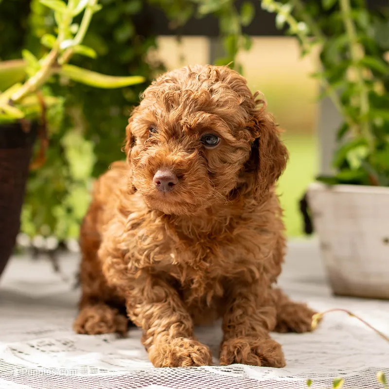 AKC Buster – Poodle - Toy  puppy for sale in Rochester, IN