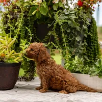AKC Buddy, a male Poodle - Toy  for sale in Rochester, IN – 6 of 9