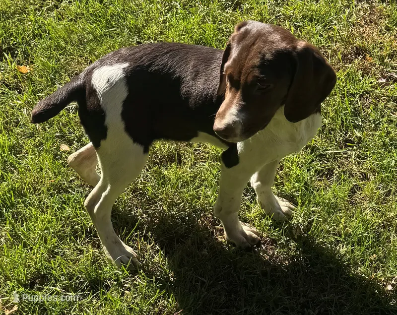 Lica – French Brittany puppy for sale in Shelton, CT