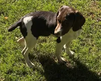 Lica, a female French Brittany for sale in Shelton, CT – 1 of 3