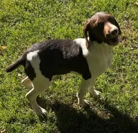Lica, a female French Brittany for sale in Shelton, CT – 2 of 3