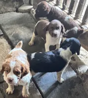 Luna, a female French Brittany for sale in Shelton, CT – 3 of 6