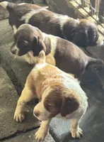 Luna, a female French Brittany for sale in Shelton, CT – 5 of 6