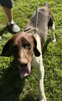 loca, a female French Brittany for sale in Shelton, CT – 7 of 7