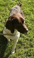 loca, a female French Brittany for sale in Shelton, CT – 5 of 7