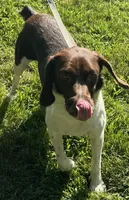 loca, a female French Brittany for sale in Shelton, CT – 4 of 7
