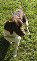 loca, a female French Brittany for sale in Shelton, CT – 2 of 7