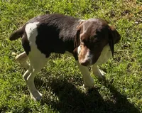 Lica, a female French Brittany for sale in Shelton, CT – 3 of 3