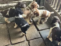 Luna, a female French Brittany for sale in Shelton, CT – 2 of 6
