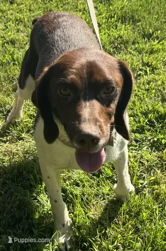 loca – French Brittany puppy for sale in Shelton, CT