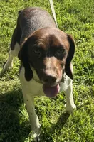 loca, a female French Brittany for sale in Shelton, CT – 1 of 7