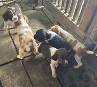 Luna, a female French Brittany for sale in Shelton, CT – 4 of 6
