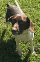 loca, a female French Brittany for sale in Shelton, CT – 6 of 7
