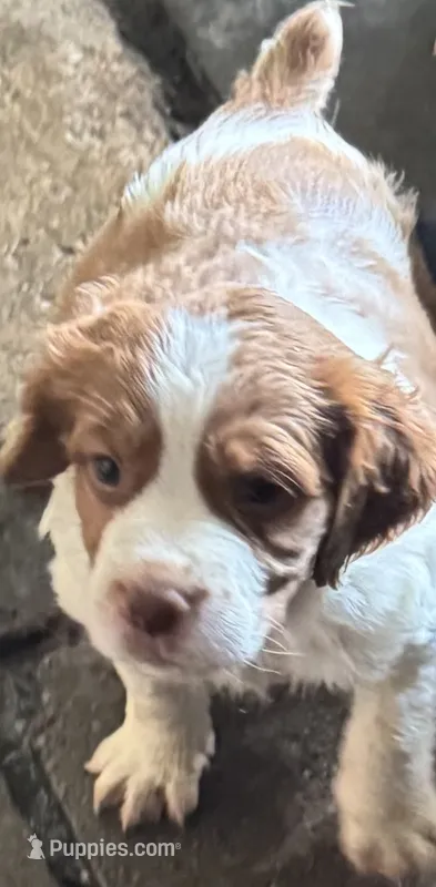 Luna – French Brittany puppy for sale in Shelton, CT