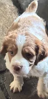 Luna, a female French Brittany for sale in Shelton, CT – 1 of 6