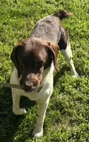loca, a female French Brittany for sale in Shelton, CT – 3 of 7