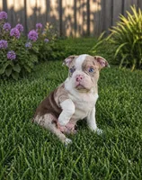 Bleu, a male English Bulldog for sale in Chicago, IL – Photo 2 of 3